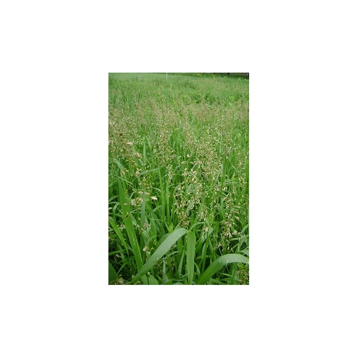 Herbe aux bisons - Hierochloe odorata