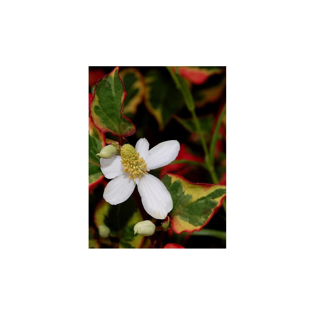 Poivrier de Chine - Houttuynia cordata 'Chameleon'