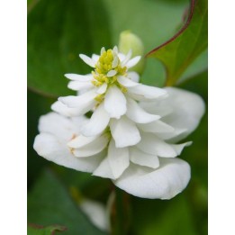 Poivrier de Chine Houttuynia cordata Flore Pleno -Vente et description