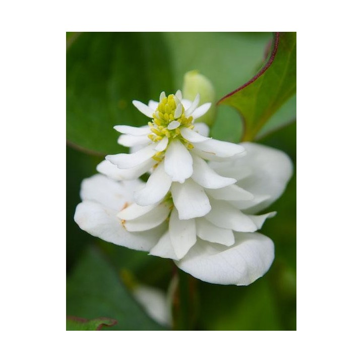 Poivrier de Chine Houttuynia cordata Flore Pleno -Vente et description