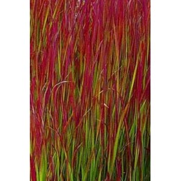 Herbe sanglante - Imperata cylindrica 'Rubra'