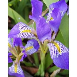 Iris lazica