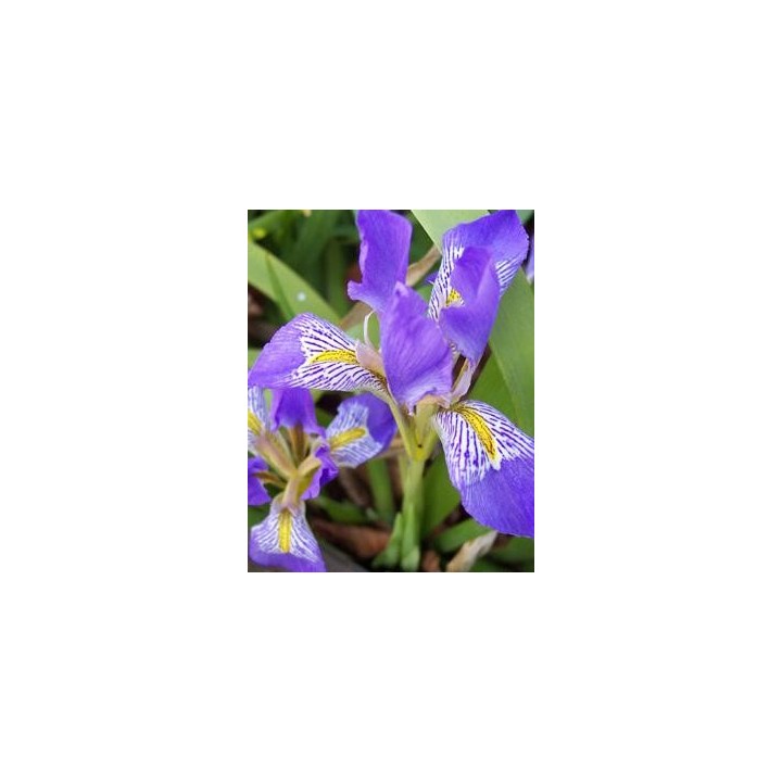 Iris lazica