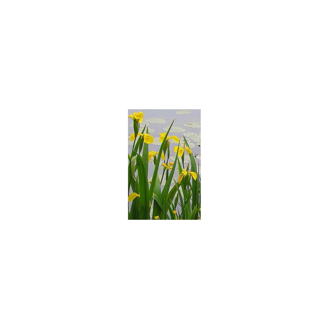 Iris des marais - Iris pseudacorus - Description et vente en ligne - 