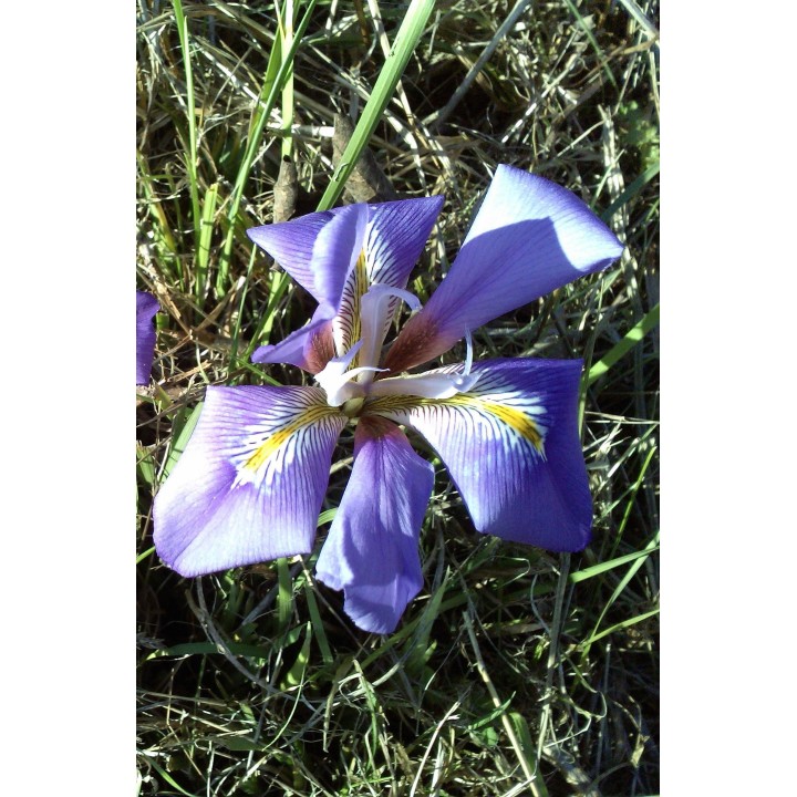 Iris d'Alger - Iris unguicularis