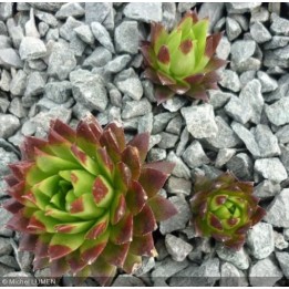 Barbe de Jupiter - Jovibarba sobolifera 'Miss Lorraine'