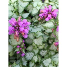 Lamier - Lamium maculatum 'Beacon Silver'