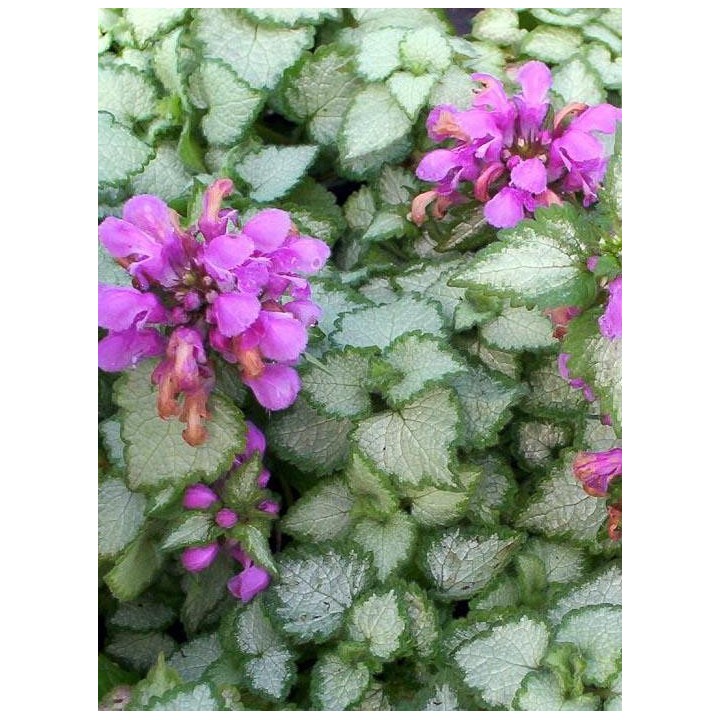 Lamier - Lamium maculatum 'Beacon Silver'