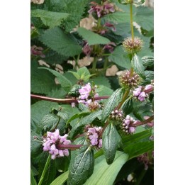 Lamier - Lamium orvala