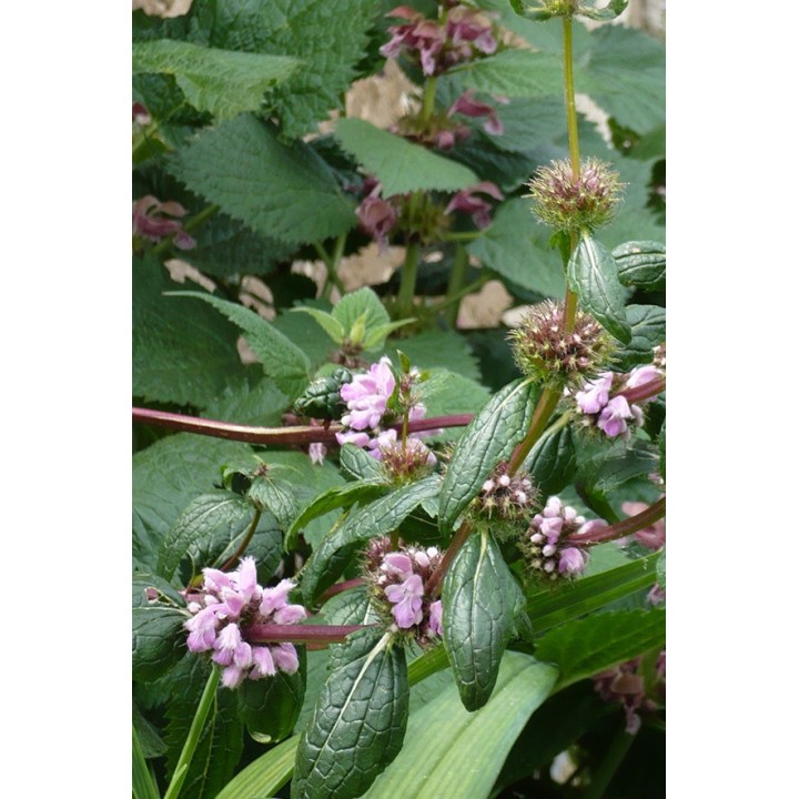 Lamier - Lamium orvala