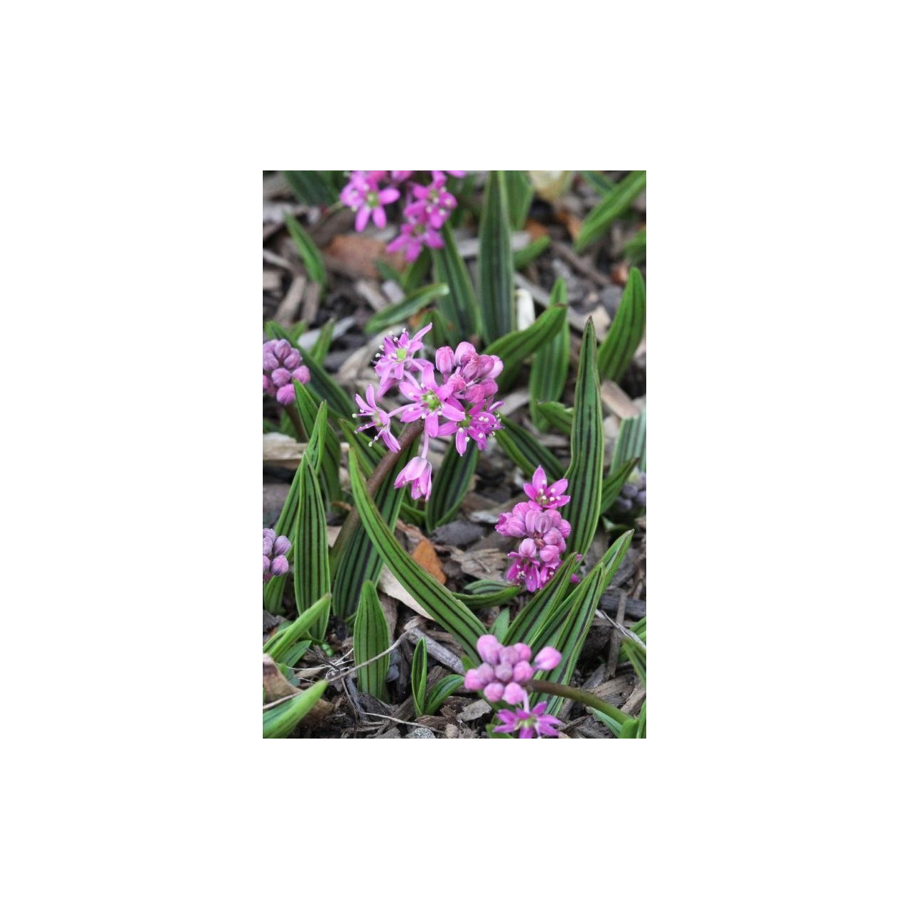 Ledebouria cooperi