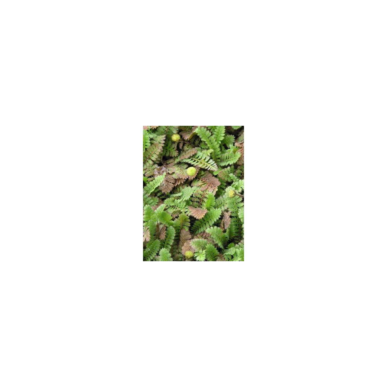 Leptinella potentillina