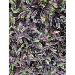 Leptinella squallida 'Platt's Black'