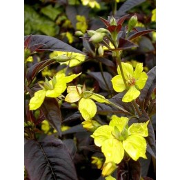 Lysimaque ciliée - Lysimachia ciliata 'Fire Cracker'