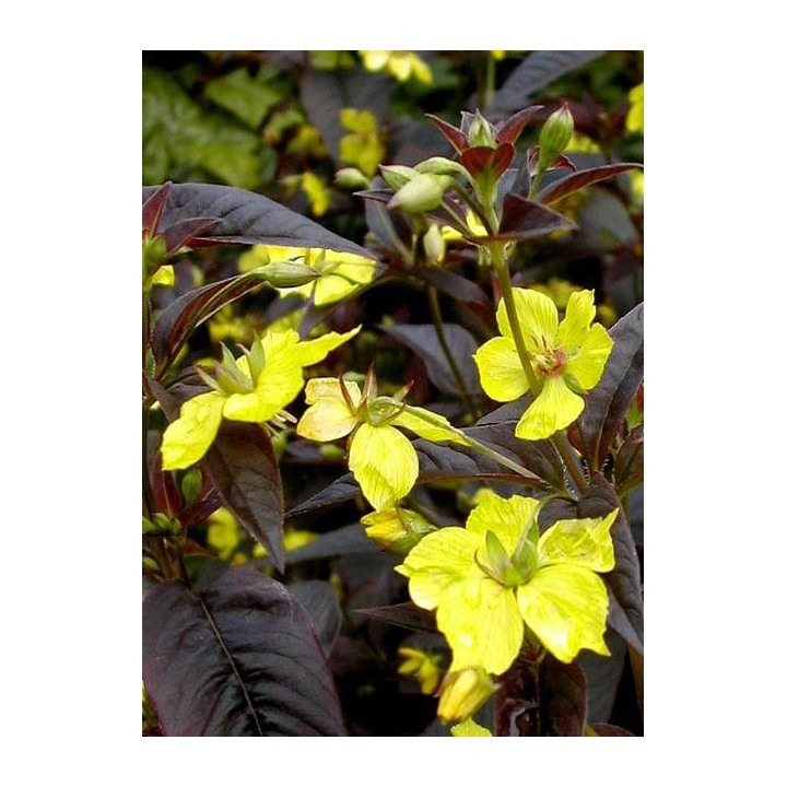 Lysimaque ciliée - Lysimachia ciliata 'Fire Cracker'