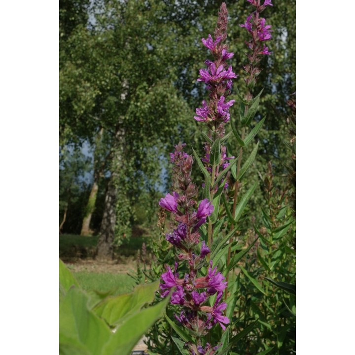 Salicaire - Lythrum salicaria