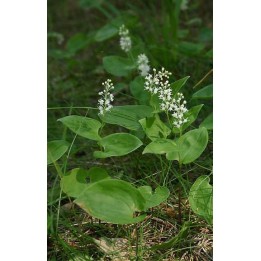 Petit Muguet - Maianthemum bifolium