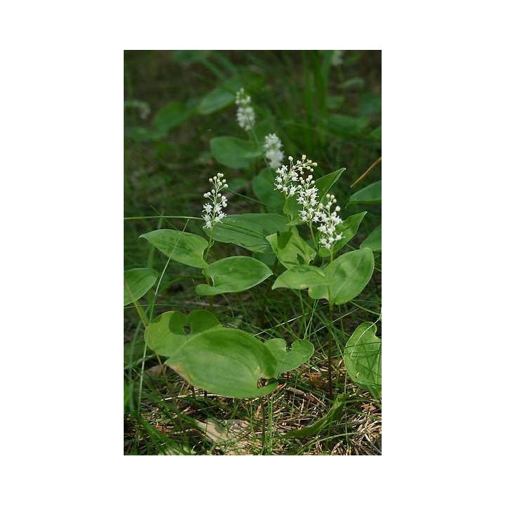 Petit Muguet - Maianthemum bifolium