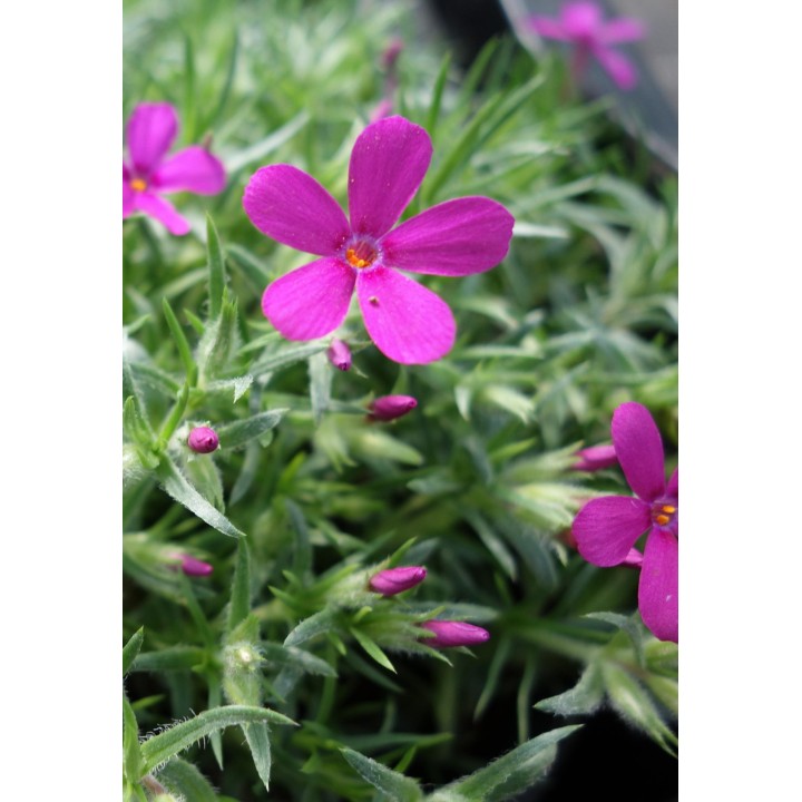 Phlox douglasii 'Crackerjack'