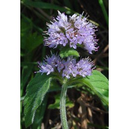 Menthe aquatique - Mentha aquatica