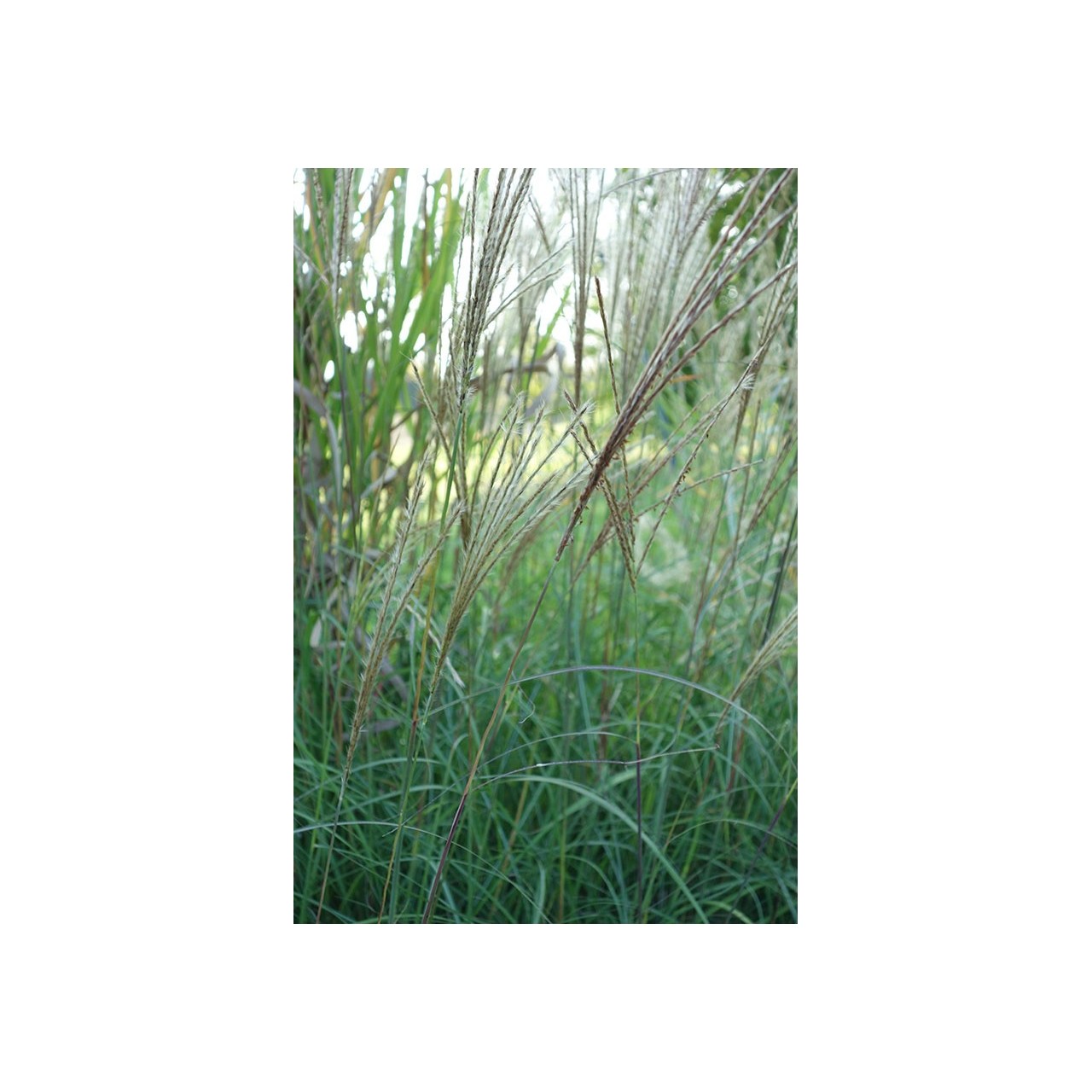 Eulalie - Miscanthus sinensis 'Adagio'