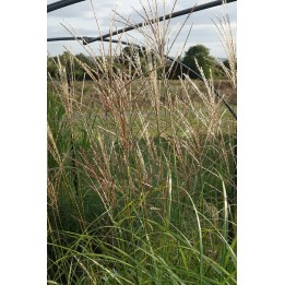Eulalie - Miscanthus sinensis 'Augustfeder'