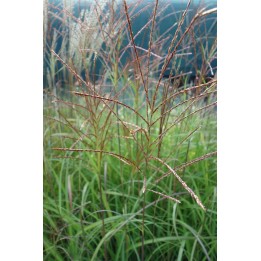 Eulalie - Miscanthus sinensis 'Autumn Light'