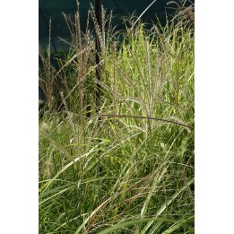 Eulalie - Miscanthus sinensis 'Blütenwunder' (Blue Wonder)