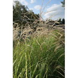 Eulalie - Miscanthus sinensis 'Commerce'