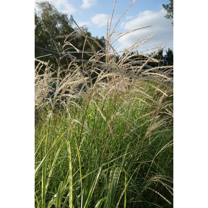 Eulalie - Miscanthus sinensis 'Commerce'