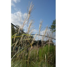 Eulalie - Miscanthus sinensis 'David'