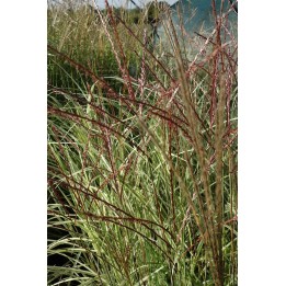 Eulalie - Miscanthus sinensis 'Emmanuel Lepage'