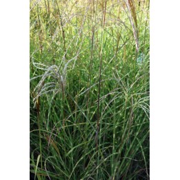 Eulalie - Miscanthus sinensis 'Etincelle'