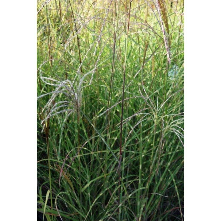 Eulalie - Miscanthus sinensis 'Etincelle'