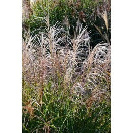 Eulalie - Miscanthus sinensis 'Gearmella'