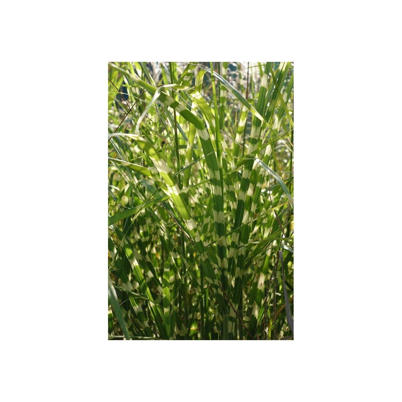 Eulalie - Miscanthus sinensis 'Giraffe'