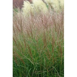 Eulalie - Miscanthus sinensis 'Gnome'