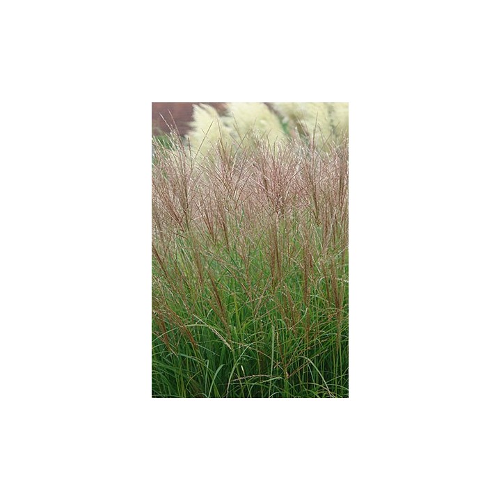 Eulalie - Miscanthus sinensis 'Gnome'
