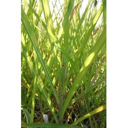 Eulalie - Miscanthus sinensis 'Goliath'