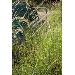 Eulalie - Miscanthus sinensis 'Haiku'