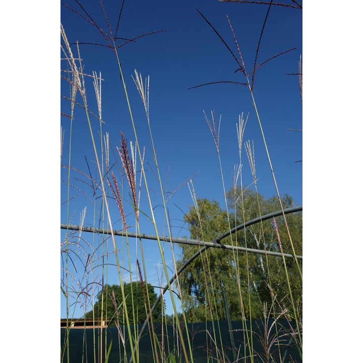Eulalie - Miscanthus sinensis 'Herkules'