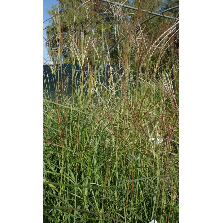 Graminée roseau d'ornement - Miscanthus sinensis 'Hermann Müssel' -