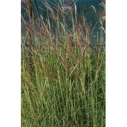 Eulalie - Miscanthus sinensis 'Kleine Silberspinne'