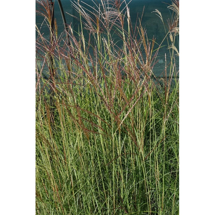 Eulalie - Miscanthus sinensis 'Kleine Silberspinne'