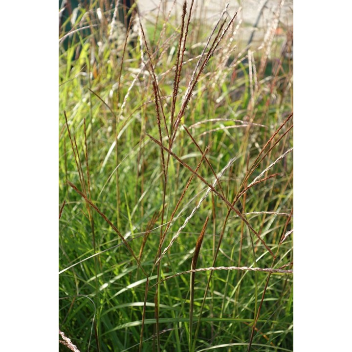 Eulalie - Miscanthus sinensis 'Krater'
