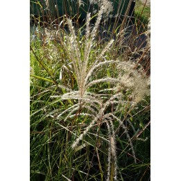 Eulalie - Miscanthus sinensis 'Kupferberg'