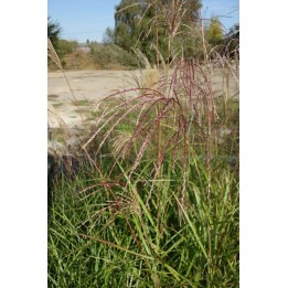 Eulalie - Miscanthus sinensis 'Les Ponts de Cé'