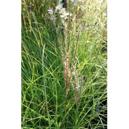 Eulalie - Miscanthus sinensis 'Little Kitten'