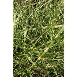 Eulalie - Miscanthus sinensis 'Little Zebra'
