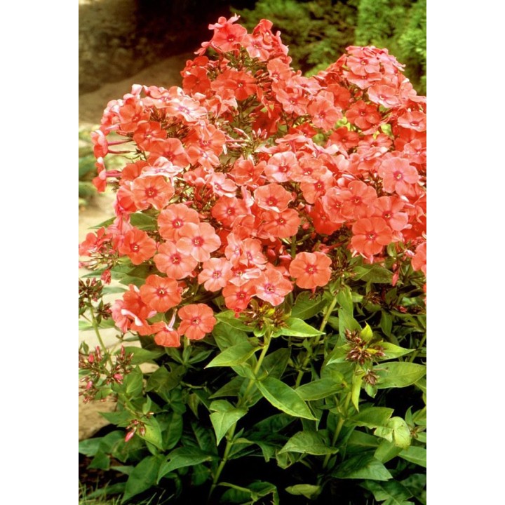Phlox paniculata 'Orange Perfection'